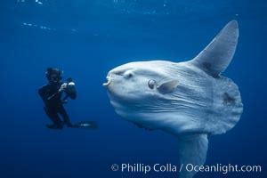 Ocean Sunfish (Mola mola) Photographs