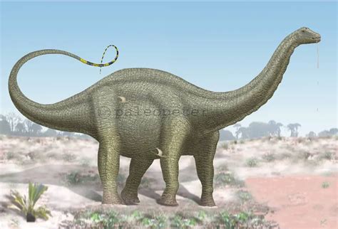 Apatosaurus | Dinosaurs - Pictures and Facts