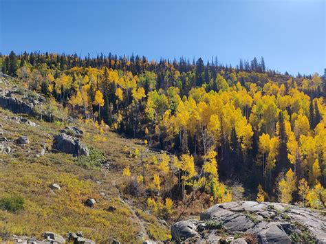 Enjoying the fall Colorado colors - Strikhedonia