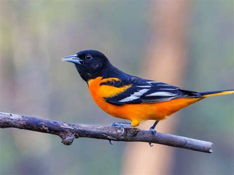 Orange and Black Bird: List with 18 birds (With Photos, ID & Info)