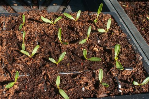 Spinach Seedings » Bringing Up Baby Right