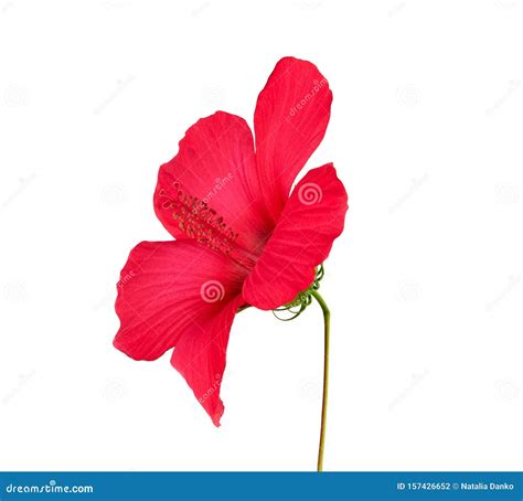 Red Blooming Hibiscus Side View, Flower Isolated on White Background ...