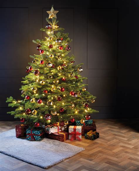 Aldi’s Scottish-grown Nordman Fir Christmas trees are back – The NEN – North Edinburgh News