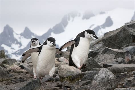 Climbing Chinstraps | Will Burrard-Lucas