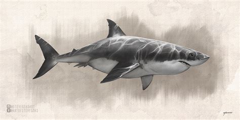 Great White Shark Drawing Tutorial