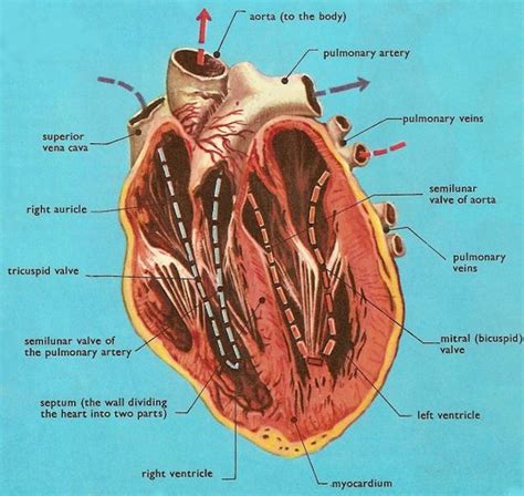 Fetal Pig Heart Anatomy - vrogue.co