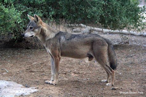 Arabian wolf (Canis lupus arabs) Sept 2018 - ZooChat