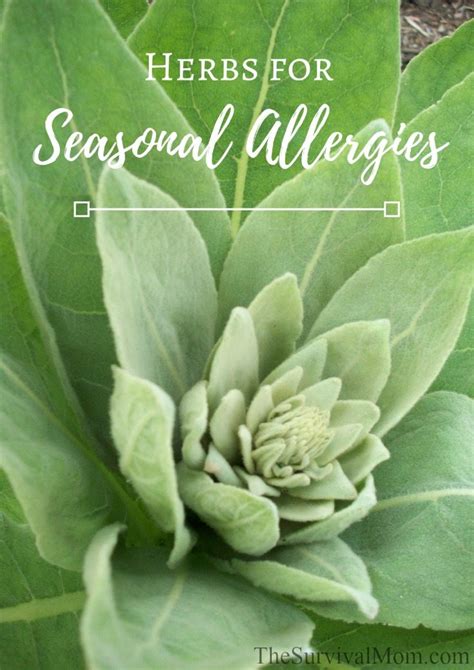 Herbs for Seasonal Allergies - Survival Mom