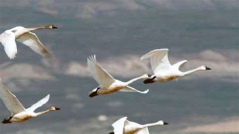 Where to watch Utah's swan migration this spring