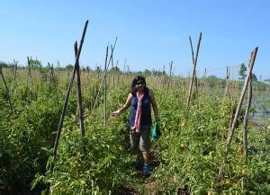 windmills in my backyard | farm fresh food | phaltan | lemonicks