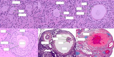 Folliculogenesis Diagram | Quizlet
