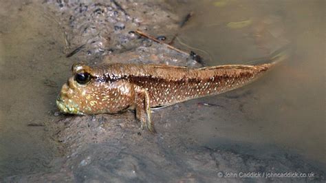 Mudskipper - John Caddick | John Caddick