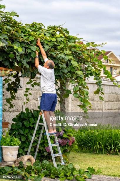 1,381 Kiwi Tree Stock Photos, High-Res Pictures, and Images - Getty Images