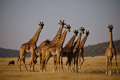 3 Days Serengeti National Park Safari - Bugoli Adventures