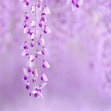 Light Purple Flowers Wallpapers