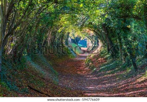 Halnaker Tunnel Trees Chichester Autumn West Stock Photo (Edit Now) 594776609