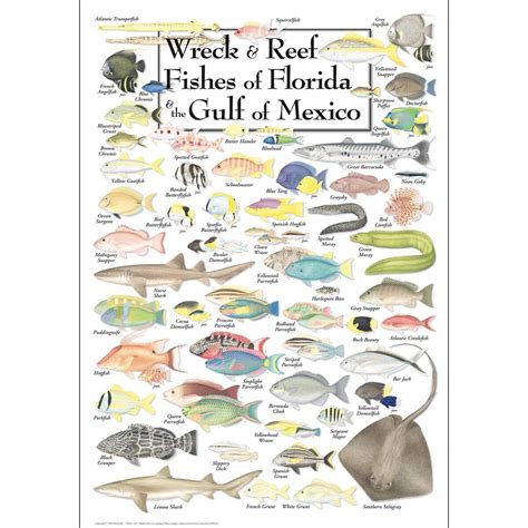 Wreck & Reef Fish of Florida & the Gulf of Mexico, 550 Pieces, Heritage ...