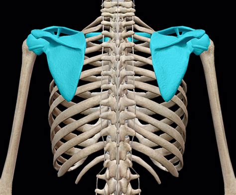 3D Skeletal System: The Shoulder Girdle