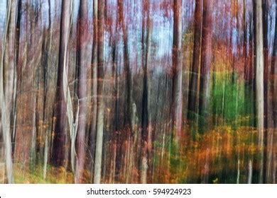 Blurry Forest Stock Photo 594924923 | Shutterstock