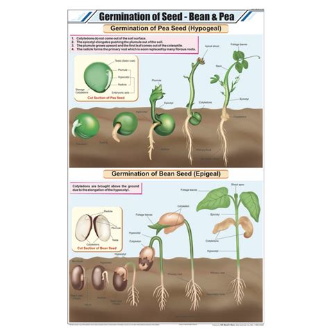 Germination of Seed Chart | Botany Lab