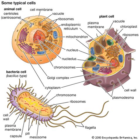 Gallery For > Bacterial Organelles