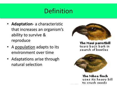 Adaptation Examples