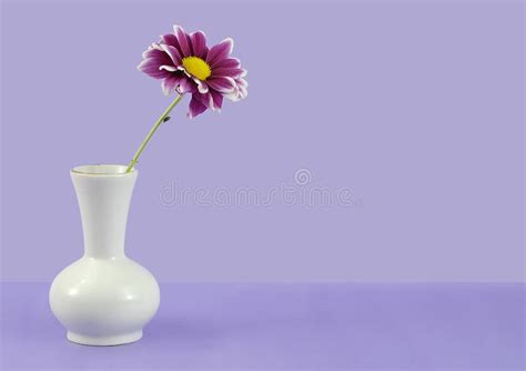 A Single Purple Daisy in a White Ceramic Vase with a Purple Background ...