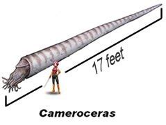 Creature's Dimensions - THE GIANT ORTHOCONE