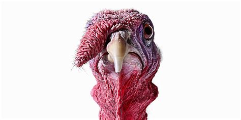 Taking Time to Be Thankful: Surviving A Wild Turkey Attack