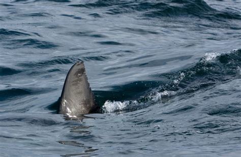 Governor Hochul Announces Enhanced Shark Monitoring for Long Island State Park Beaches