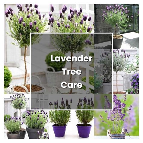 How to Grow Lavender Tree Care - Plant Care & Tips | NorwichGardener