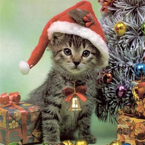 Free Christmas Wallpaper with Cats - WallpaperSafari