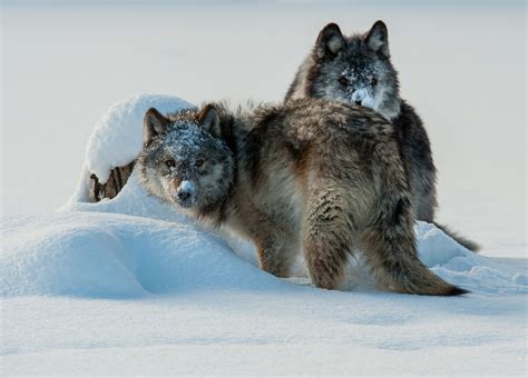 Animal Facts: Wolf | Canadian Geographic