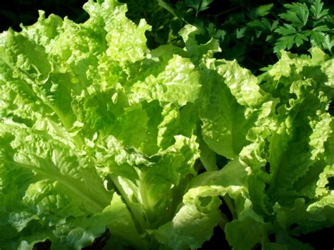 How to Grow Lettuce - MSU Extension