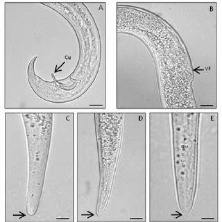 (PDF) The pinewood nematode, Bursaphelenchus xylophilus, in Madeira Island