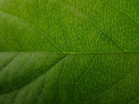 Free photo: Leaf Texture - Detail, Freetexturefrida, Green - Free Download - Jooinn