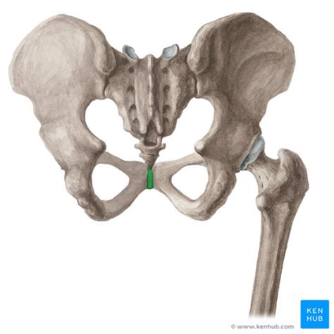 Pubic Symphysis Dysfunction - Physiopedia