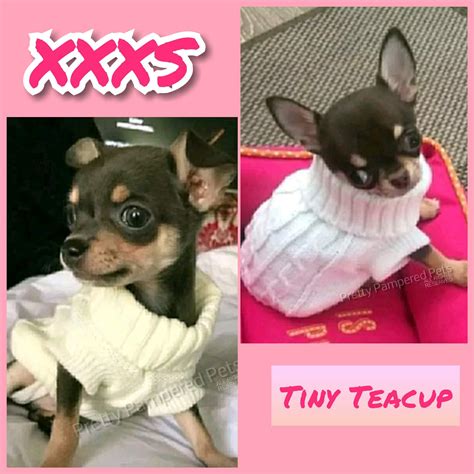 79+ Tiny Teacup Chihuahua Clothes - l2sanpiero