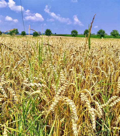 #wheatfields | Melvina Kurashige | Flickr