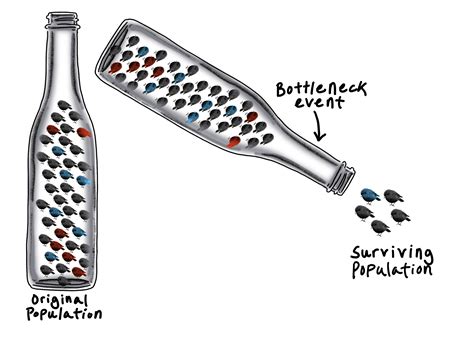 What is the Bottleneck Effect? — Definition & Examples - Expii