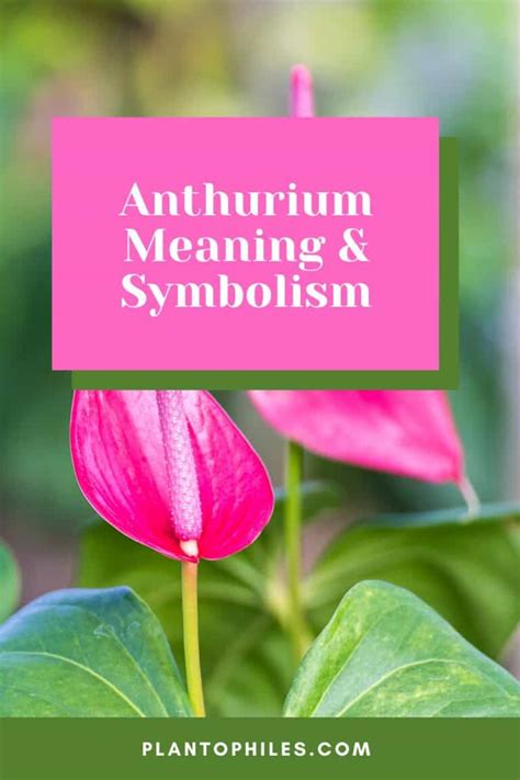 Anthurium Meaning And Symbolism — The Anthurium Flower