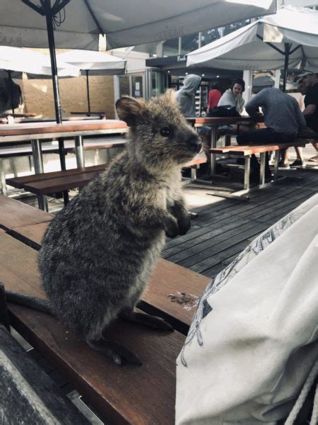 Where are the quokkas? New study explains what happened to the ...