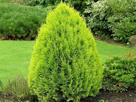 THUJA ORIENTALIS AUREA NANA - GOLDEN BIOTA | Thuja orientalis, Shrubs, Shrubs for sale