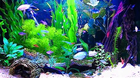 Amazing Aquarium ScreenSaver Windows and Android Full . HD wallpaper ...