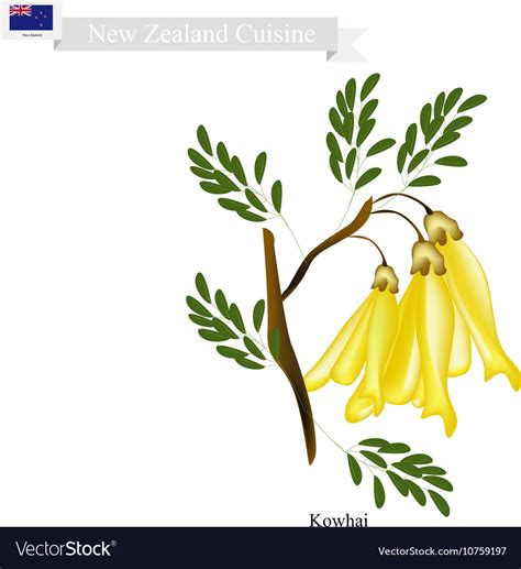 Kowhai flowers the national flower of new zealand Vector Image