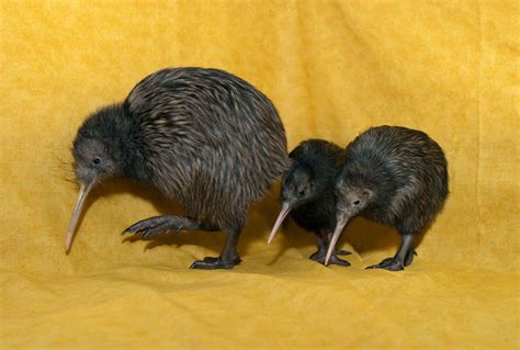 Mommy Kiwi and 2 Babies :)))) | Animal photography, Animals, Melanistic animals