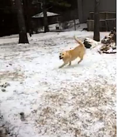 Dogs in the Snow: Having Fun at Paulding County Animal Shelter | Dallas ...