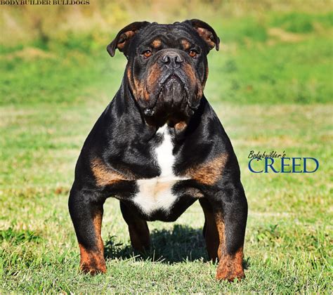 Olde English Bulldogge Breeders. Shipping to Pennsylvania