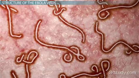 Ebola Virus: Structure and Function - Lesson | Study.com