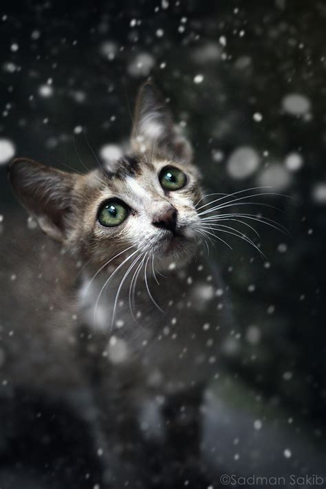 The Snow Kitten | Cats, Animals, Cute cats